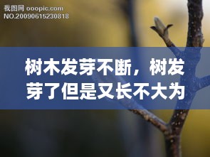 树木发芽不断，树发芽了但是又长不大为什么 