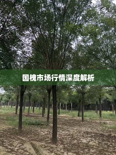 国槐市场行情深度解析