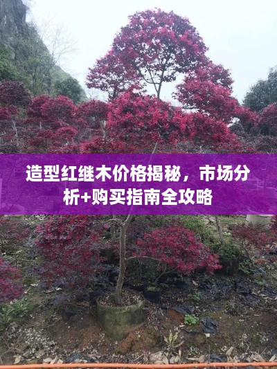 造型红继木价格揭秘，市场分析+购买指南全攻略