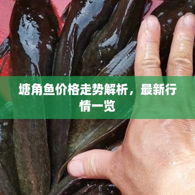 塘角鱼价格走势解析，最新行情一览