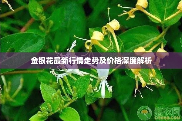 金银花最新行情走势及价格深度解析