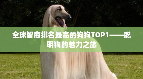 全球智商排名最高的狗狗TOP1——聪明狗的魅力之旅