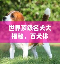世界顶级名犬大揭秘，百犬排行榜TOP100！