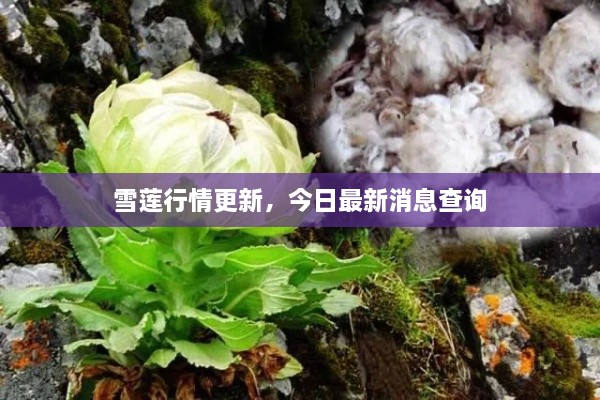 雪莲行情更新，今日最新消息查询