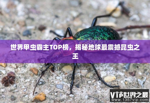 世界甲虫霸主TOP榜，揭秘地球最震撼昆虫之王