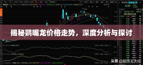 揭秘鹦嘴龙价格走势，深度分析与探讨