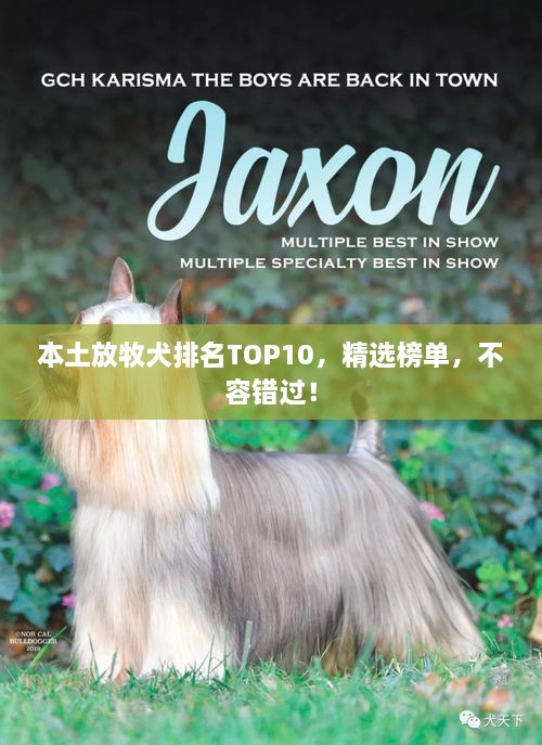 本土放牧犬排名TOP10，精选榜单，不容错过！