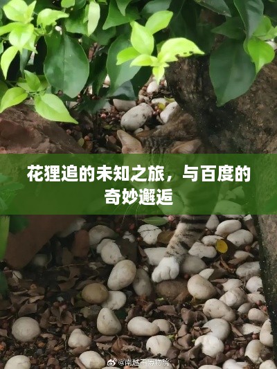 张皇铺饰