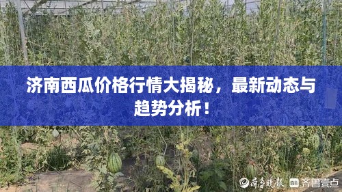 济南西瓜价格行情大揭秘，最新动态与趋势分析！