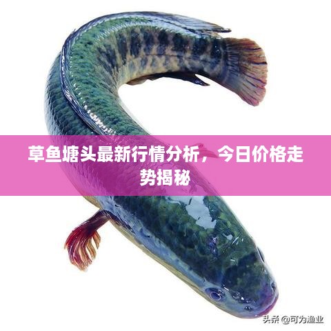 草鱼塘头最新行情分析，今日价格走势揭秘